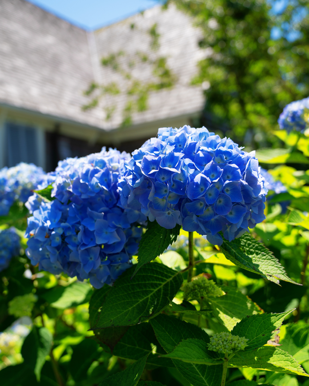 Nantucket Hydrangea House- Mini Car Diffuser