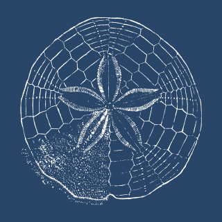 Sand Dollar Drift